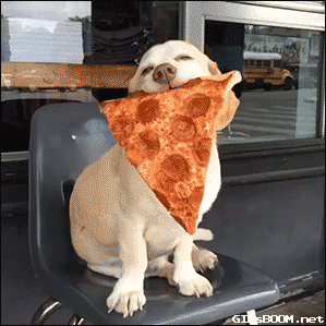 pizza dog gif with a hidden message